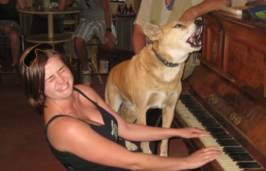 5 dogs who are very good at music