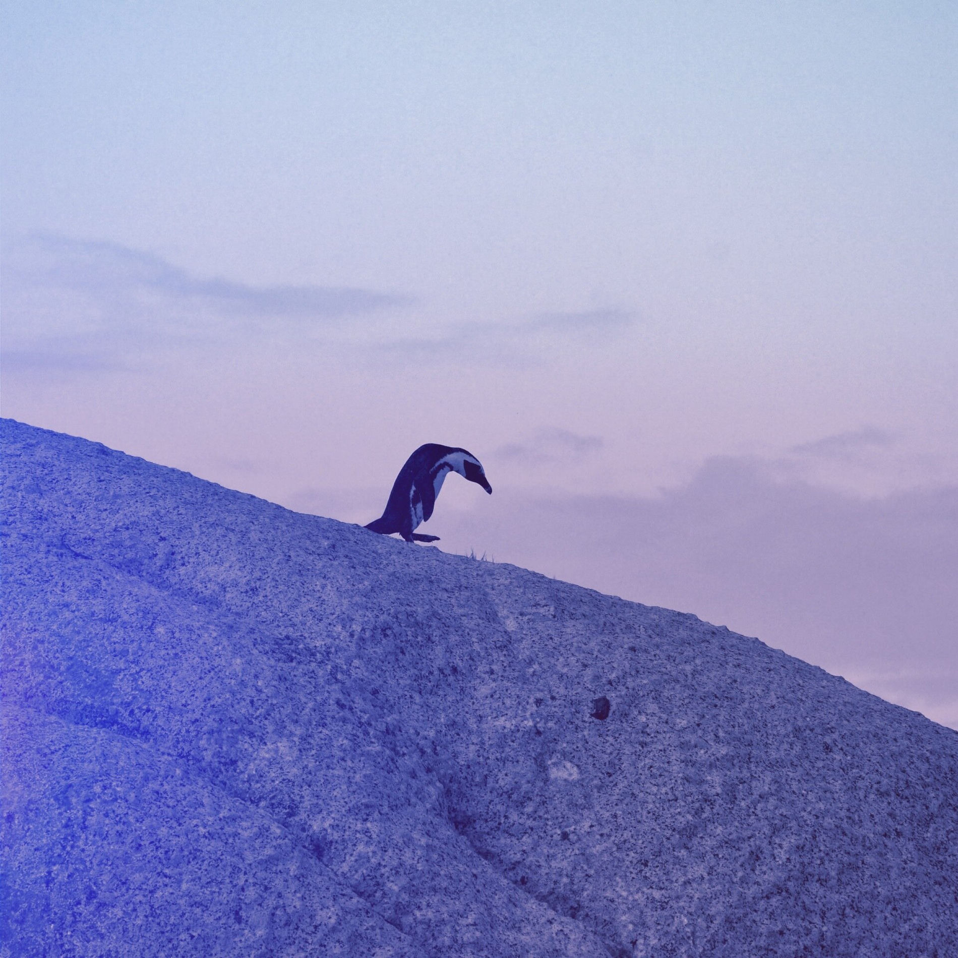 Platonic Penguins – One Review – A Dreamy Deep House Journey with Emotional Resonance